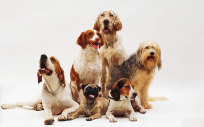 Malassorbimento e razze canine