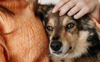 Parvovirosi del cane