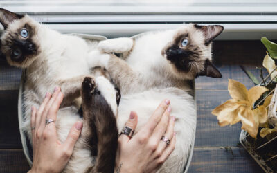 Disturbi gastroenterici e razze feline