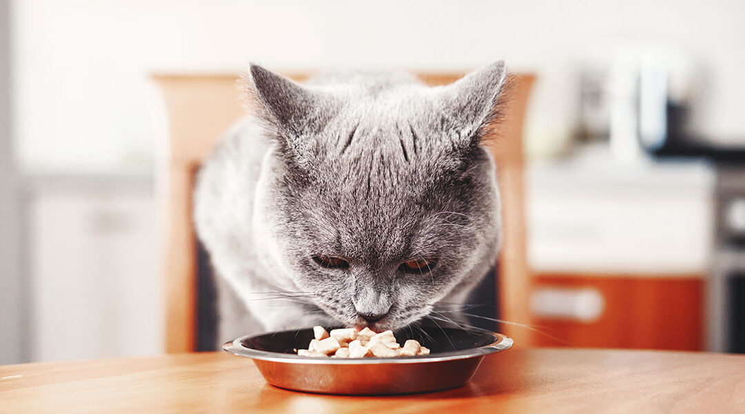 Diarrea nel gatto e cibo