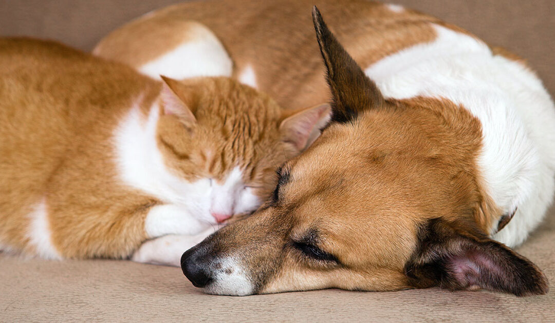 Prebiotici in cane e gatto