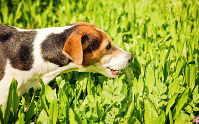 Vomito Cani: cause, rimedi e trattamenti