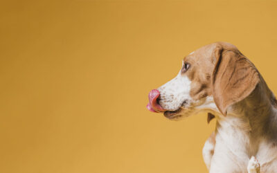 Lactobacillus acidophilus: cos’è, a cosa serve ed i principali benefici per il cane